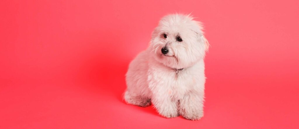 maltese dog - ferno